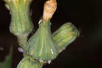 Spiney sowthistle